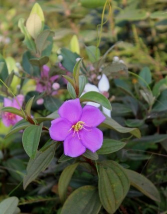 ...và hoa mua tím dịu dàng...