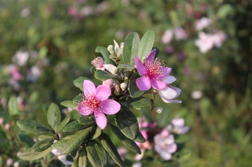 Những cánh hoa sim mỏng manh gợi nhiều cảm xúc