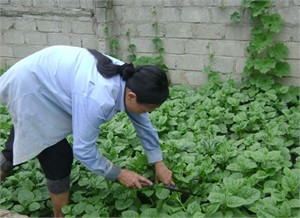 Nông dân nhiều địa phương trong tỉnh đã chú trọng phát triển kinh tế vườn, cho thu nhập khá.