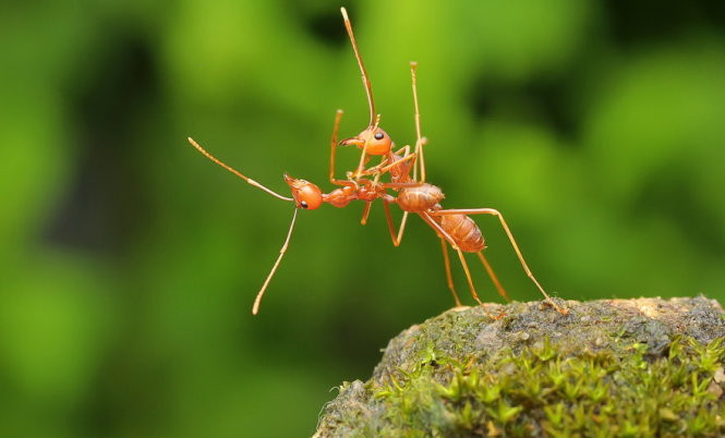 chet cuoi voi anh dong vat vui nhon