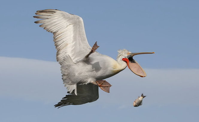 chet cuoi voi anh dong vat vui nhon