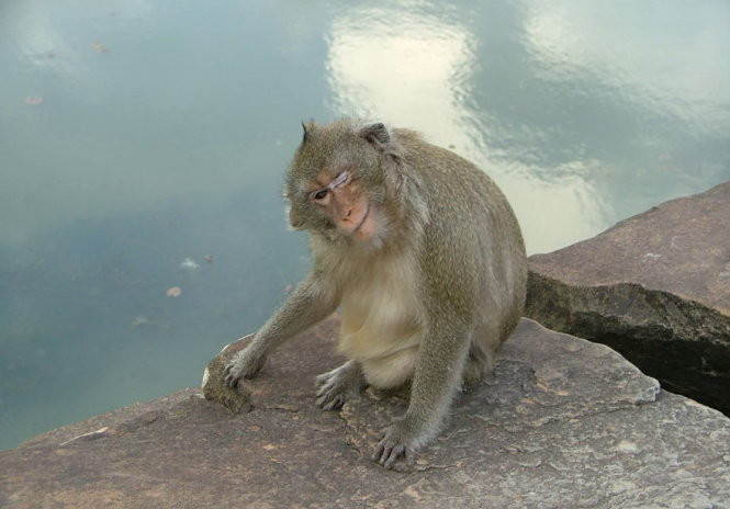 chet cuoi voi anh dong vat vui nhon