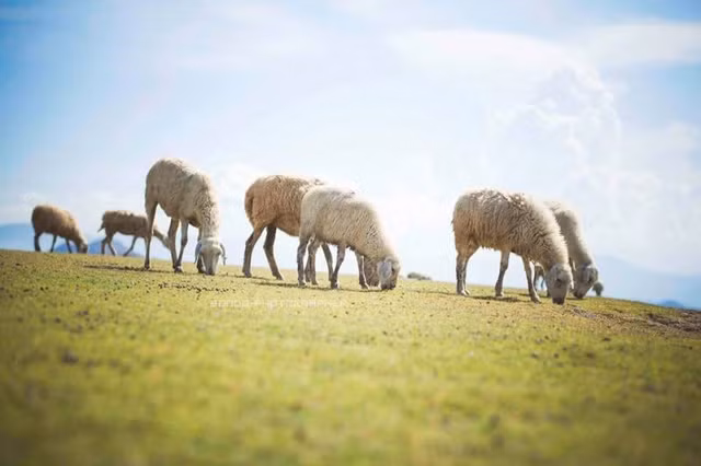 4 canh dong cuu dep den me hon o viet nam