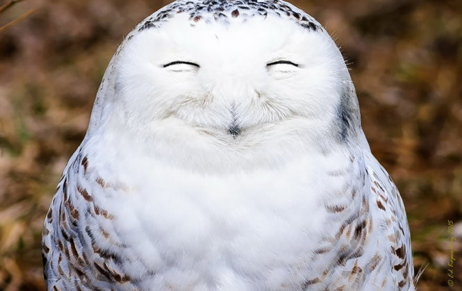 chet cuoi voi anh dong vat vui nhon