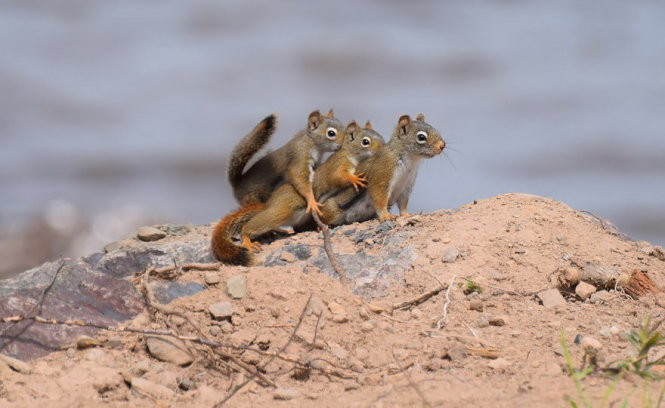 chet cuoi voi anh dong vat vui nhon