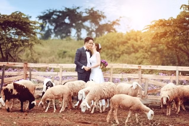 4 canh dong cuu dep den me hon o viet nam