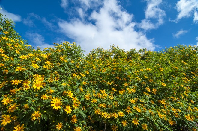 nhung dia diem check in dep doc viet nam vao mua thu