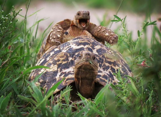 chet cuoi voi anh dong vat vui nhon