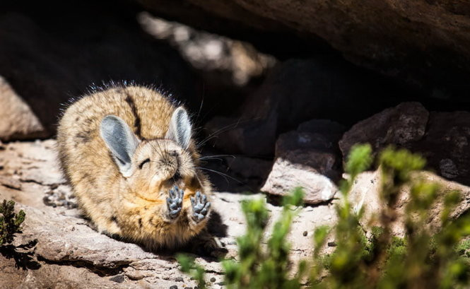 chet cuoi voi anh dong vat vui nhon