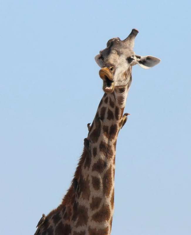 chet cuoi voi anh dong vat vui nhon