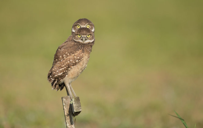 chet cuoi voi anh dong vat vui nhon