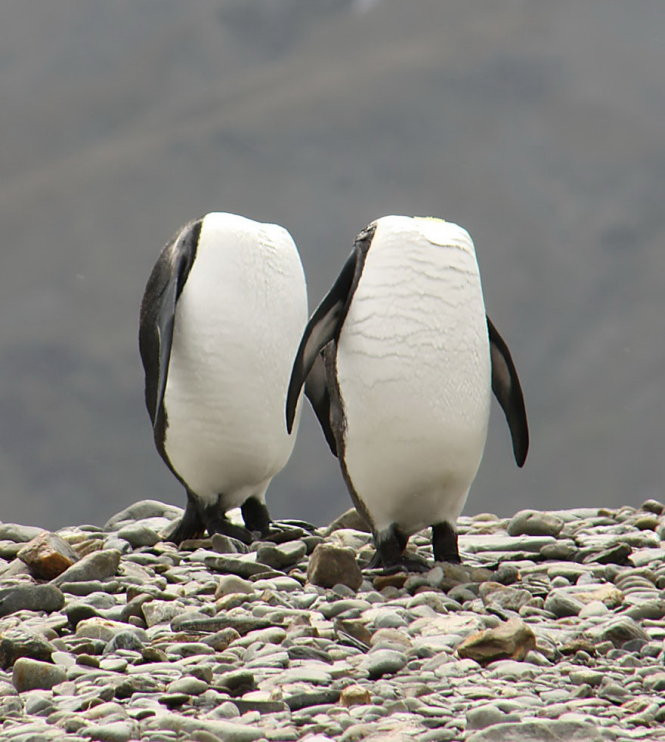 chet cuoi voi anh dong vat vui nhon