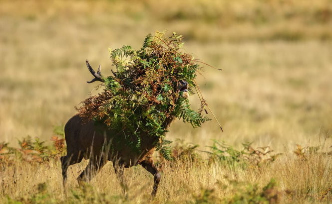 chet cuoi voi anh dong vat vui nhon