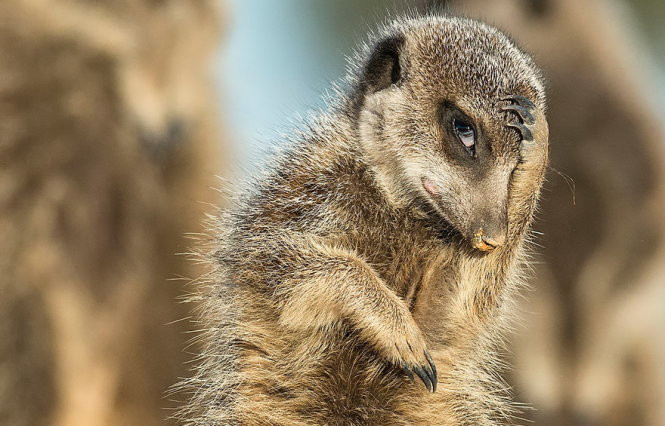chet cuoi voi anh dong vat vui nhon