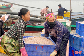 Ngư dân vùng biển ngang Hà Tĩnh được mùa tép