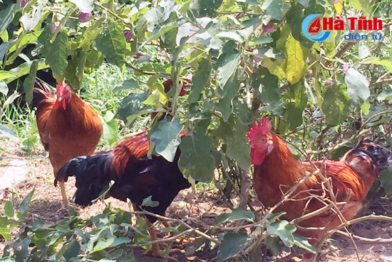 vao dong quoc thuong thuc lon nit ga di bo quay