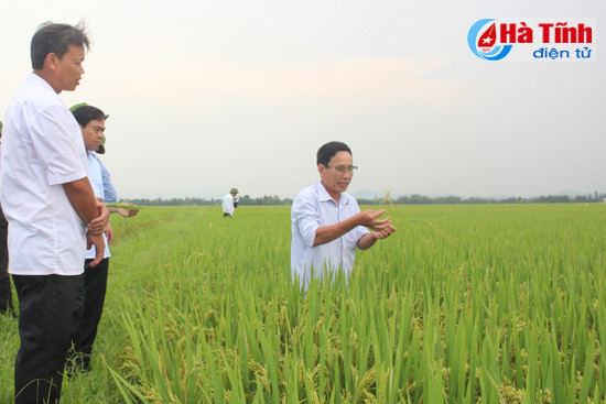 cam xuyen trien khai nhieu mo hinh nong nghiep chat luong cao