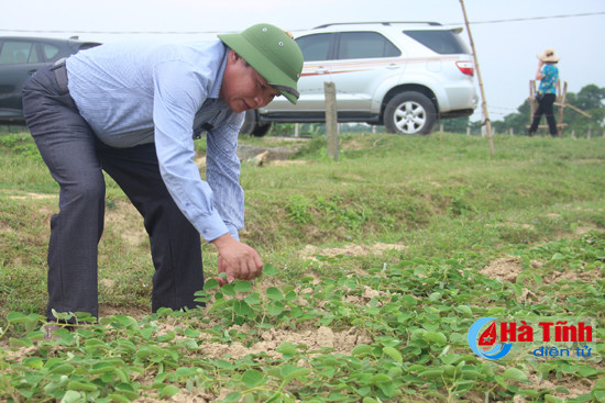cam xuyen trien khai nhieu mo hinh nong nghiep chat luong cao