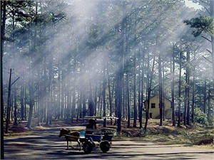 Minh họa từ internet