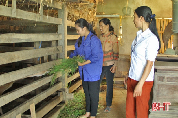 Hương Sơn thu hơn 120 tỷ đồng từ nhung hươu