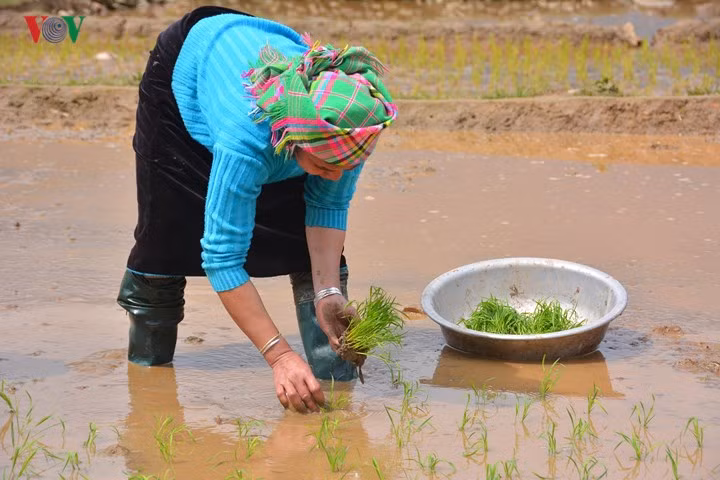 Những “ô màu” Tây Bắc không thể bỏ qua mùa nước đổ