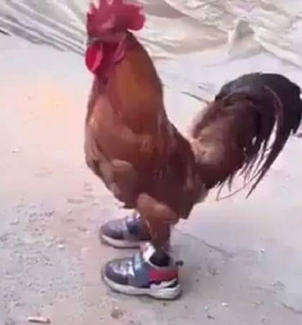 Không nhịn được cười với những ảnh hài hot nhất