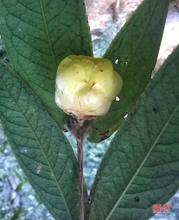 Công bố 2 loài thực vật quý hiếm ở VQG Vũ Quang trên tạp chí quốc tế