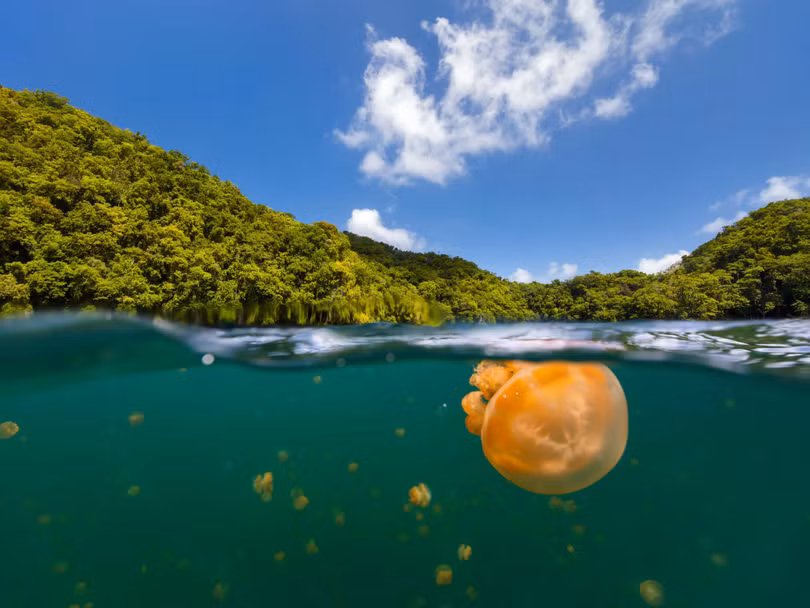 Đến Palau bơi cùng hàng triệu con sứa không nọc độc
