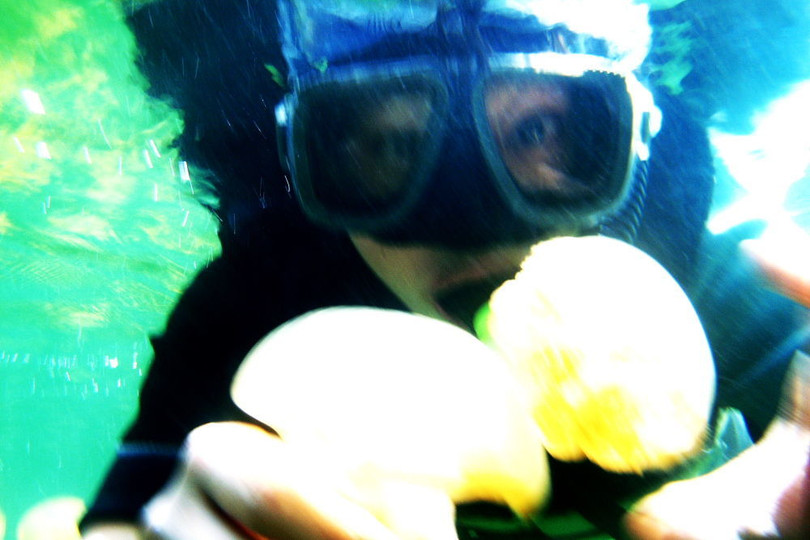 Đến Palau bơi cùng hàng triệu con sứa không nọc độc