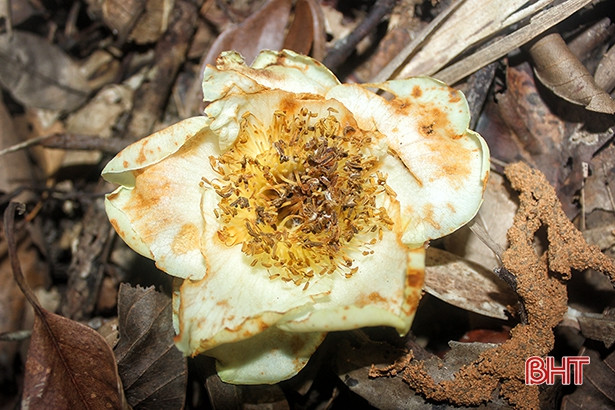 Công bố 2 loài thực vật quý hiếm ở VQG Vũ Quang trên tạp chí quốc tế