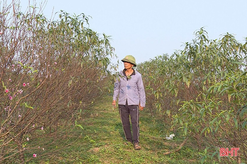 Giữa tiết trời cuối đông, người trồng hoa tất bật tuốt lá, chăm cành, điều chỉnh nước và ánh sáng để hoa nở đúng dịp Tết.