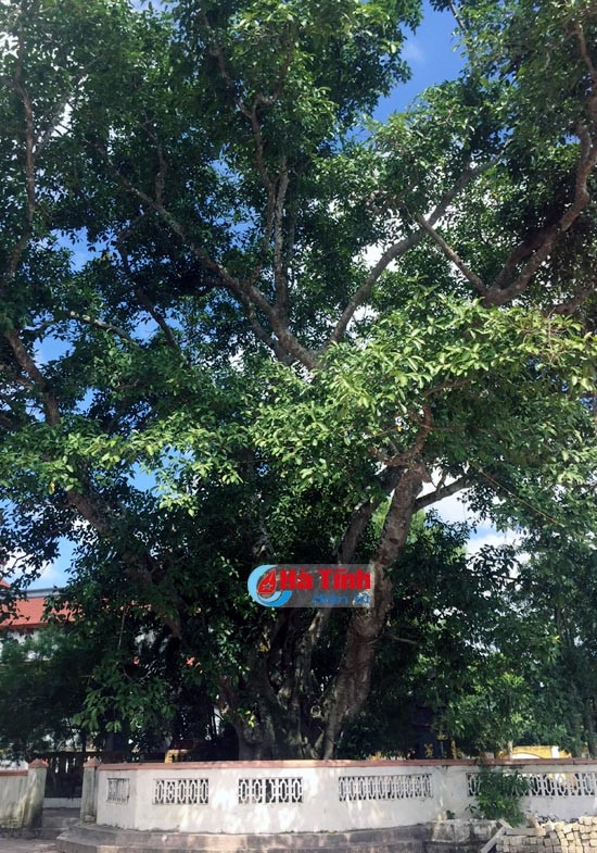 Cây đa hơn 200 tuổi ở Hộ Độ là "Cây di tích văn hóa Việt Nam" ảnh 2