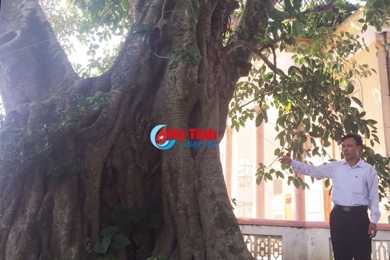 Cây đa hơn 200 tuổi ở Hộ Độ là "Cây di tích văn hóa Việt Nam" ảnh 1