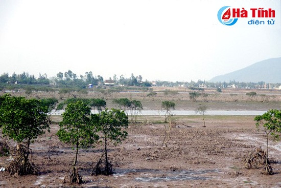 Nâng cao tính bền vững của rừng ngập mặn Hà Tĩnh ảnh 4