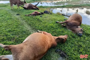 5 con bò bị sét đánh chết giữa đồng ở Hà Tĩnh