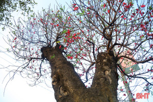 Ngắm đào cổ thụ, bưởi cảnh khoe sắc ở chợ hoa lớn nhất Hà Tĩnh