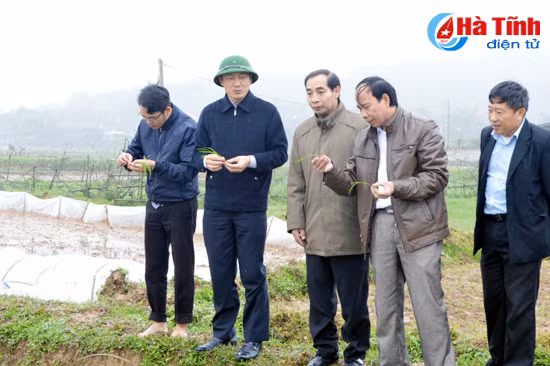 day manh gieo cay lua xuan dung tien do dam bao quy trinh
