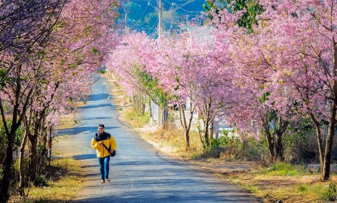 ba loai hoa thang 1 goi khach len duong