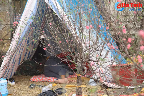 muon kieu leu ngu da chien canh cay canh ban tet