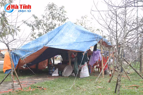 muon kieu leu ngu da chien canh cay canh ban tet
