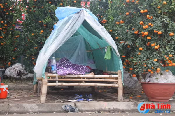 muon kieu leu ngu da chien canh cay canh ban tet