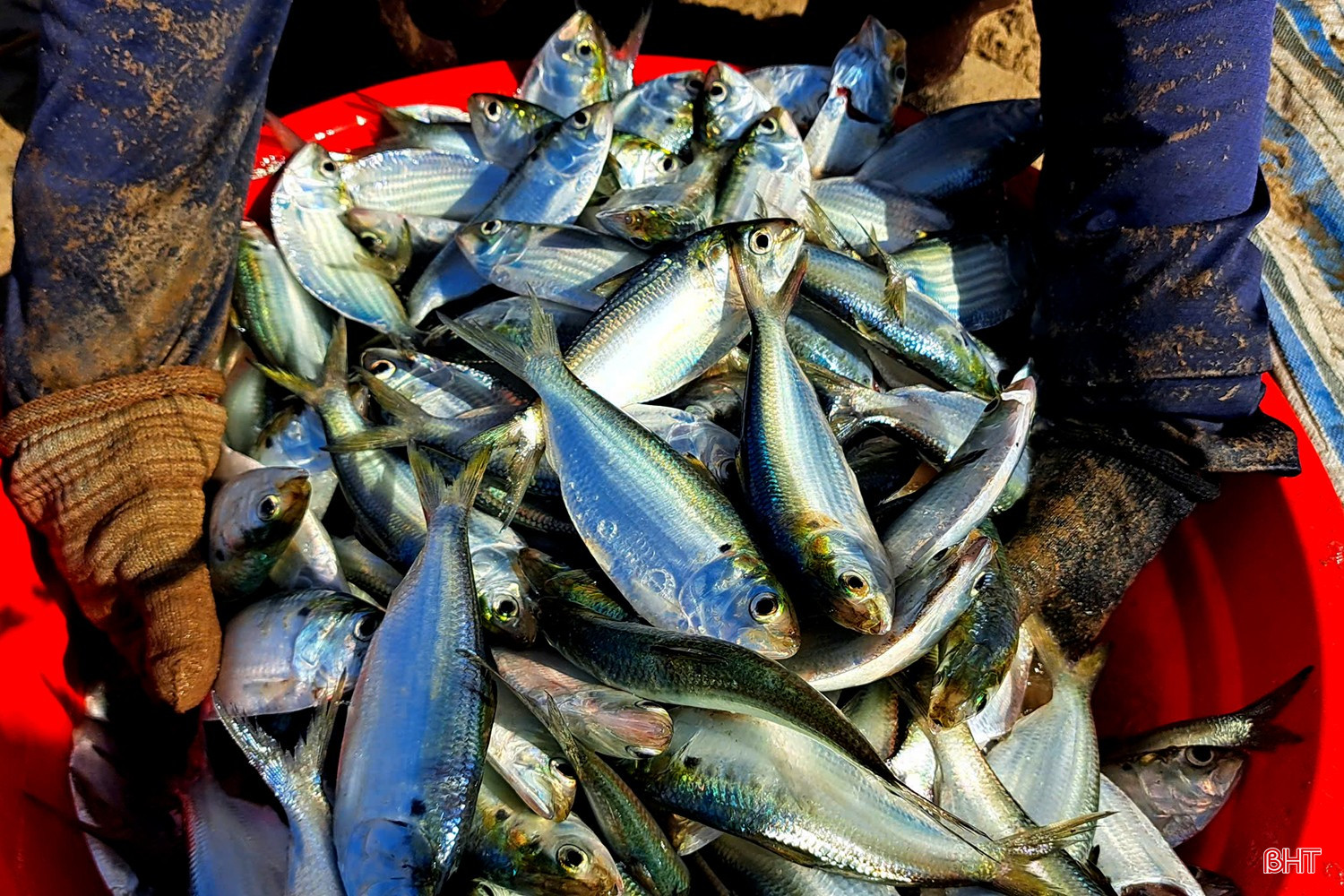 Cá mòi thuộc họ cá trích, có thân dẹt, vảy mỏng ánh bạc, thịt mềm, béo, giàu dinh dưỡng.