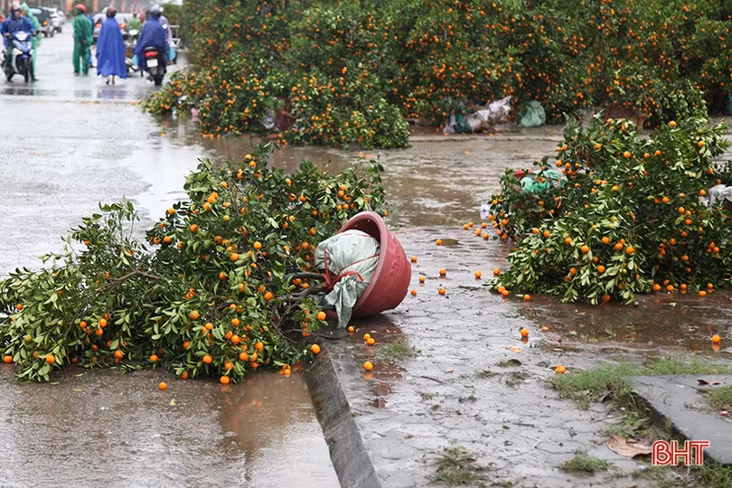 Mưa gió bất thình lình, quất, đào ở chợ cây cảnh lớn nhất Hà Tĩnh ngã đổ la liệt
