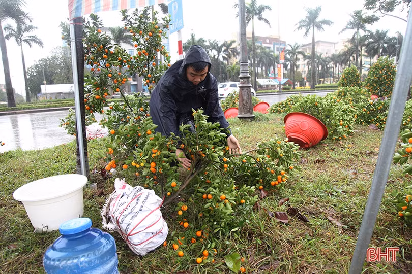 Mưa gió bất thình lình, quất, đào ở chợ cây cảnh lớn nhất Hà Tĩnh ngã đổ la liệt