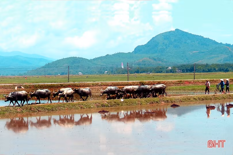 Năm Sửu nói chuyện phát triển đàn trâu