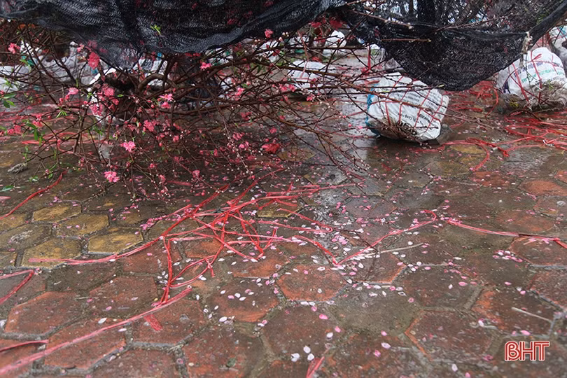 Mưa gió bất thình lình, quất, đào ở chợ cây cảnh lớn nhất Hà Tĩnh ngã đổ la liệt