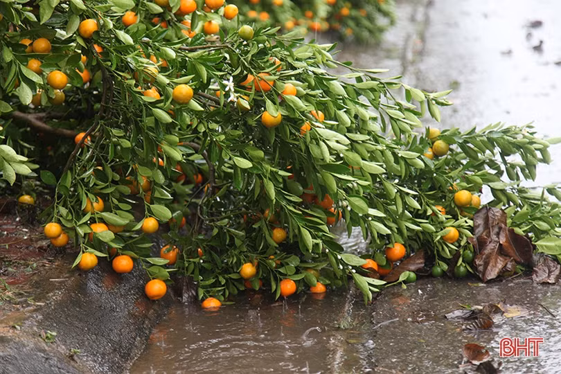 Mưa gió bất thình lình, quất, đào ở chợ cây cảnh lớn nhất Hà Tĩnh ngã đổ la liệt