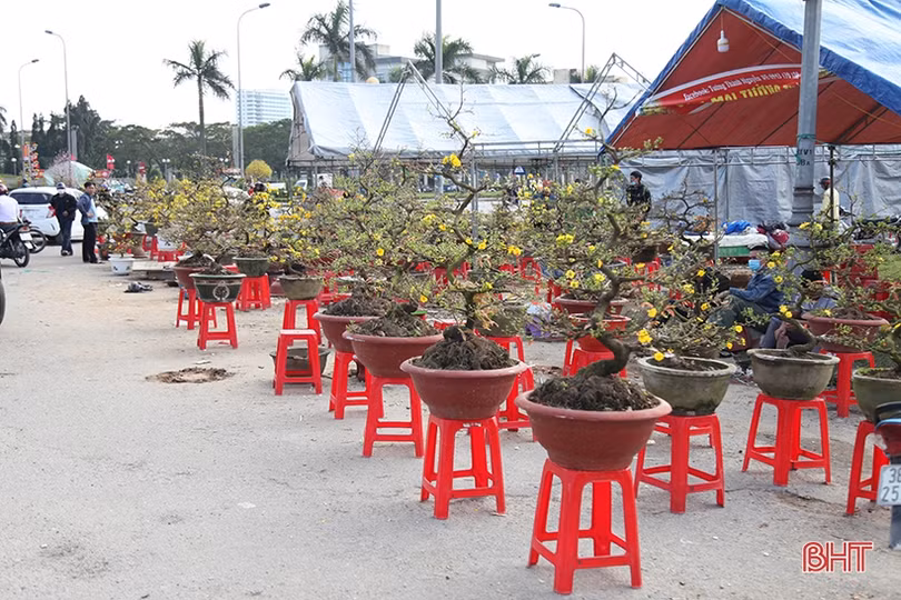 Cây cảnh chiều 30 tết tại Hà Tĩnh: Đào “sạch trơn”, quất bán chạy, mai ế ẩm