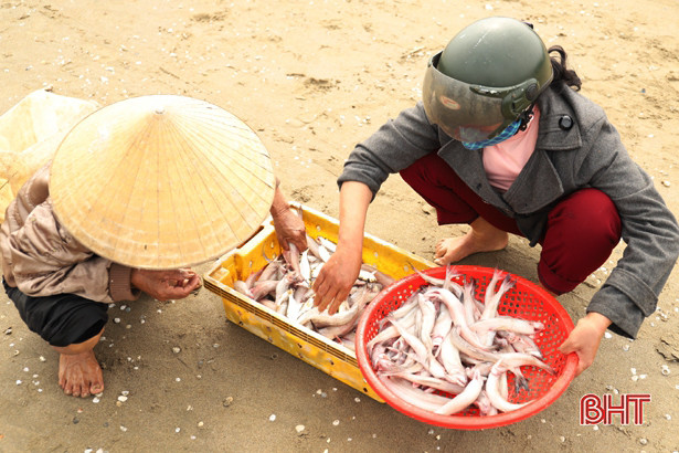 Ngư dân Nghi Xuân trúng đậm “lộc biển” trong những ngày đầu năm