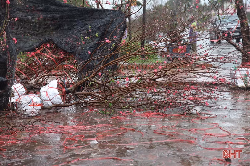 Mưa gió bất thình lình, quất, đào ở chợ cây cảnh lớn nhất Hà Tĩnh ngã đổ la liệt